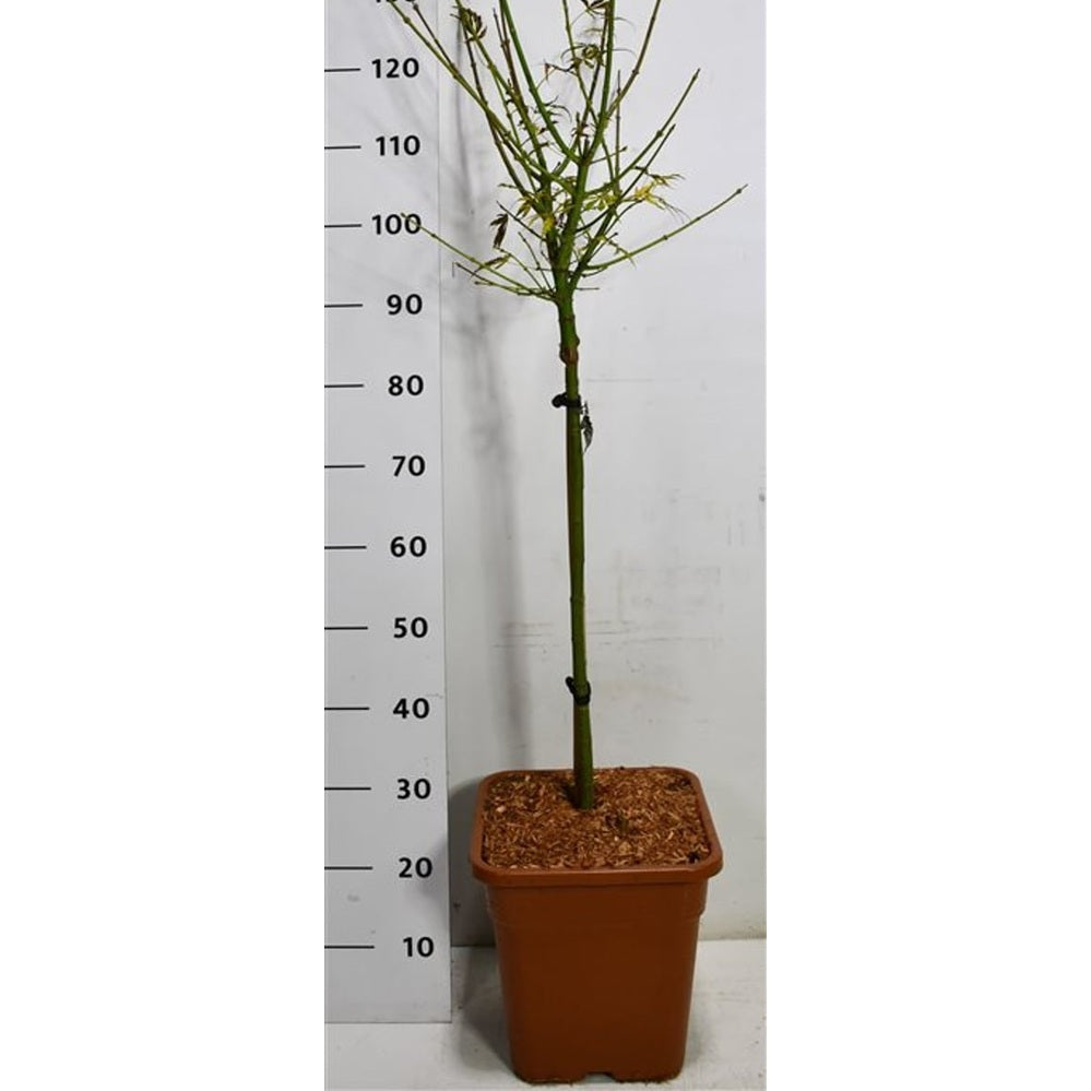 Japansk lönn – Acer palmatum 'Jerre Schwartz' - C15 60 cm. Stam